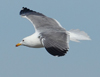 Larus armenicus